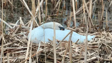 The swan is now white again and has its beak tucked backwards into its feathers.  It is sitting on a nest of reeds.