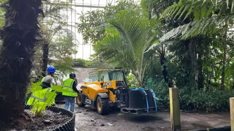 A yellow JCB is in the centre of the hot house with palm trees all around it. There are two people in high vis clothing.