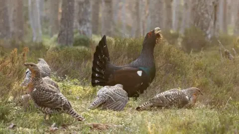 CNPA Capercaillie
