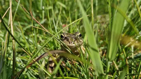 Archie Shepherd  Froglet at Edzell Woods