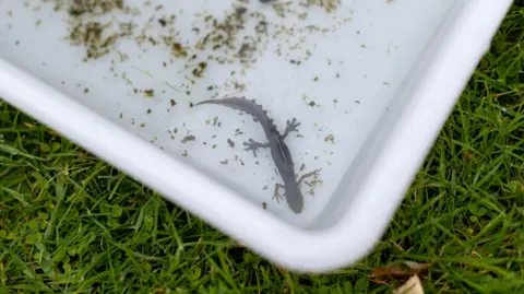 Affinity Water A close up shot of a baby newt in a white tray filled with water. 