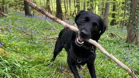 A black labrador dog holding a long stick in its mouth