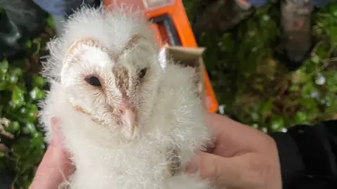 A baby barn owl being held at a farm in County Down

