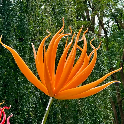 Art for Cure Scuplture that looks like a huge orange flowers with tentacles pointing to the ceiling stands at an angle in front of a hedge
