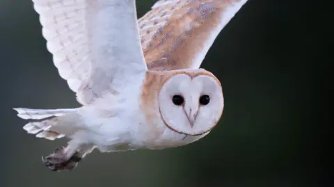 James Manning/PA Media A white and light brown barn owl flying through the air. It is looking direct at the camera with black eyes. 