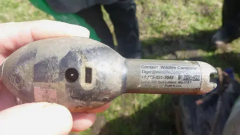 torpedo-shaped satellite tracking device used to monitor the movements of sharks and other marine creatures. 