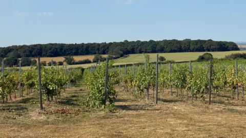 A picture showing rows of green vineyard trees growing on a farm. Lines of trees can be seen in the distance.