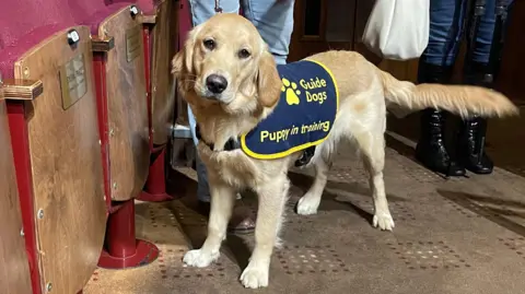 Edd Smith/BBC A guide dog puppy walking through the seating at Norwich Theatre Royal. It is wearing a blue coat with the Guide Dogs logo on which says, Guide Dogs, Puppy in training. 