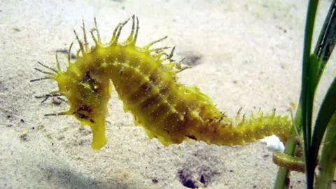The long snouted seahorse is a small green coloured seahorse with light brown spines and is on white sand beside green grass.