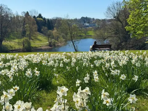 Lorna Donaldson A hillside covered in blooming white daffodils, looking down toward a calm lake. A person sits on a bench near the water, surrounded by spring trees under a bright blue sky.