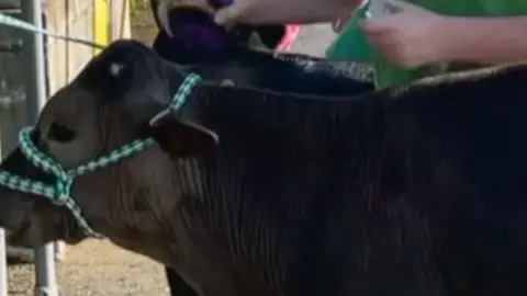 A boy in a green t-shirt brushes a dark colored cow outside in the sun