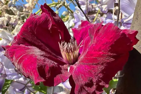 Di's Walk / BBC Weather Watchers The large magenta-coloured leaves of a flower dominate the image with lilac flowers visible behind.