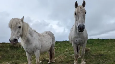 Eriskay ponies