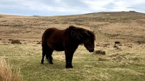A brown Dartmoor pony stands on a patch of grass on the moorland.