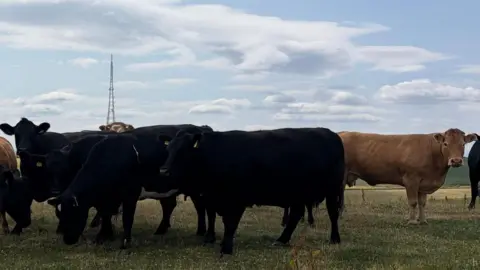 Kraig Kerr Black and brown cows in a field 