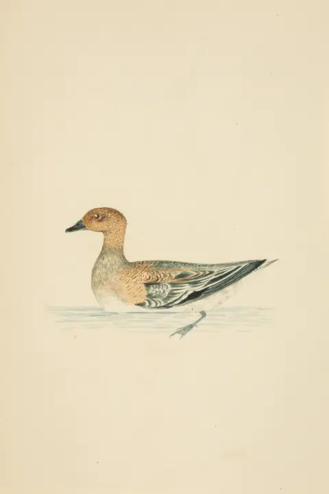 Rogers Jones Auctioneers/PA Wire A watercolor painting of a duck in water.