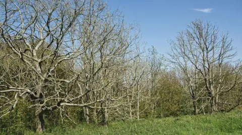 A row of trees without leaves and green foliage beneath them.