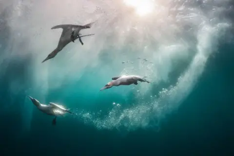 Kat Zhou/Bird Photographer of the Year Northern booby diving off Shetland, UK.