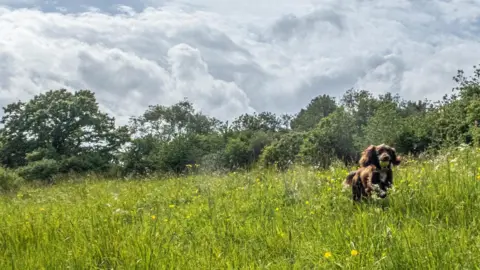 BBC Weather Watchers/David E A brown spaniel running through long green grass with a ball in its mouth.