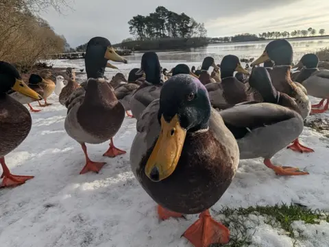 Liz Rodger Several ducks on frozen grass on the banks of a lake.