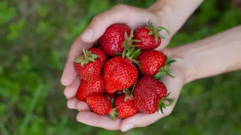 Hands cup a bunch of ripe strawberries