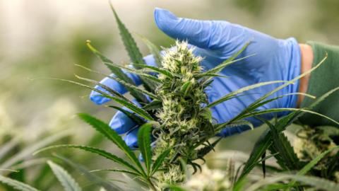 Person inspects a flowering Cannabis plant in a greenhouse