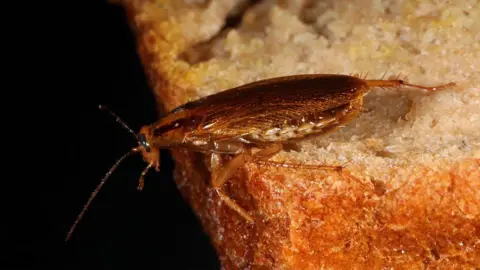 The German cockroach. It has a shiny brown body, long legs and antennae. It is sitting on a piece of bread