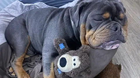 A black and brown bulldog lies, eyes closed, cuddling a teddy bear.