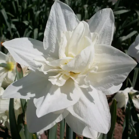 Light bulb. co.uk picture shows a daffodil with a very large white flower fixed on it on it.