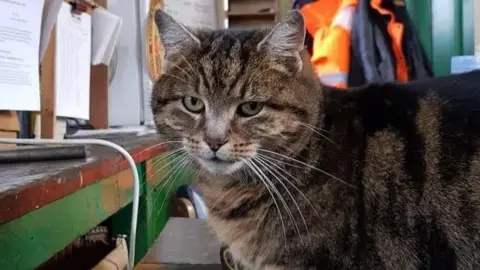 Great Central Railway cat Onslaught