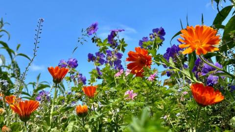Orange and purple flowers in close-up with blue sky behind