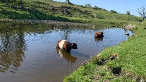 Weather Watcher Windermere Houlie Two Belted Galloway cows colling off in a tarn on a hot sunny day in Windermere. The cows are brown and white and have a thick coat.