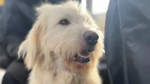 A close-up view of a light-coloured, long-haired dog sitting indoors. The dog’s fur appears soft and wavy, with shades of cream and beige. The background includes dark fabric and blurred elements, suggesting the dog is seated near other passengers or objects.