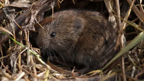 A field vole nestled in grass. The vole is brown and has small black eyes. 