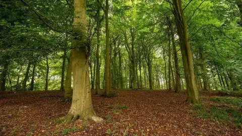 Phil Formby/Woodland Trust A wood with tall trees covered in green leaves, which create a thick canopy. The sky is only visible every now and then. The forest floor is covered with fallen brown leaves and intermittent low-growing green plants.