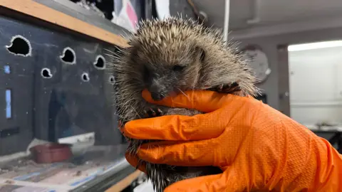 A small hedgehog is being held up to the camera by someone wearing bright orange rubber gloves