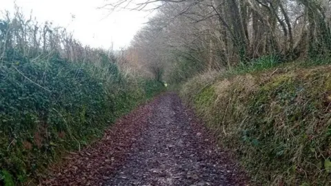 Julia Gregory A muddy pathway, with fallen leaves on one edge and raised banks on either side.
Ivy and hedgerow bushes are growing on the banks beside the path.