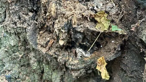 A decaying lime tree in Dane John Gardens, Canterbury.