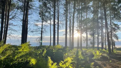 The sun shines through tall fir tress in this shot with ferns spread around the base of the woodland floor