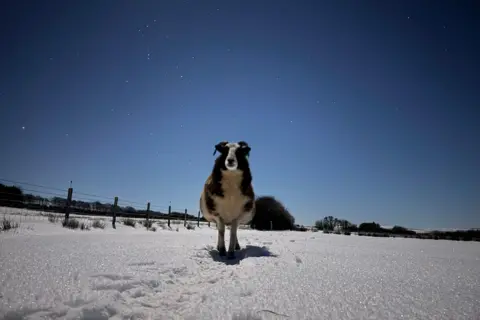 Keith Paton The sheep is standing in a field covered in snow. Stars are shining brightly in the night sky. The scene is lit up by moonlight.