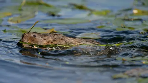 Avalon/Universal Images Group via Getty Images A small brown rodent swims through dark water, its eyes and snout above the surface and green foliage in its mouth. Green leaves are floating in the background.