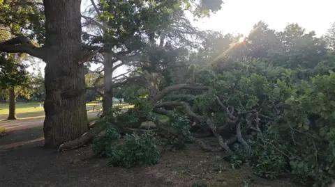 A large tree is shown with a large branch broken off, in a park 