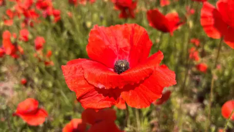 Shaun Whitmore/BBC A close-up of a red poppy in a poppy field.