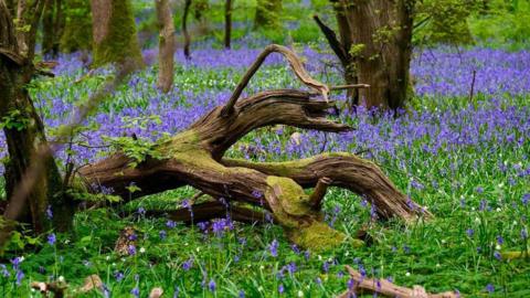 Bluebells in a woodland in Hailsham