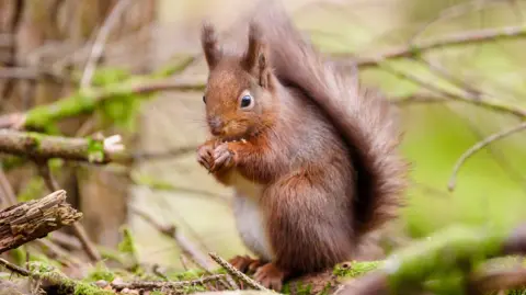 A red squirrel