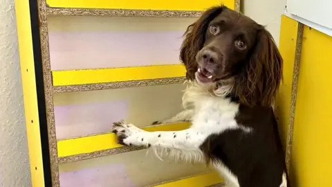 Telford and Wrekin Council A dog leans its paws against a yellow shelving unit. The dog has a mainly brown coat with white around it's front and front paws