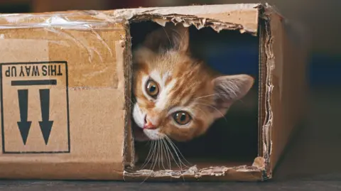 Ginger kitten playing inside a cardboard box. The upside down box has a cut aperture for the cat to look out and is marked with 'this way up' and arrows pointing down.