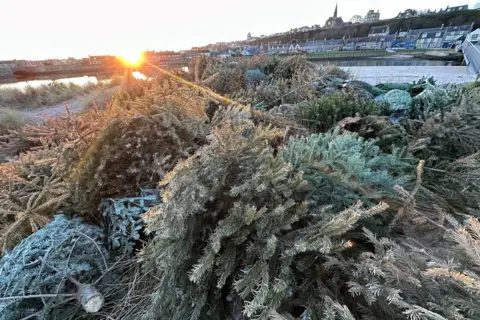 Douglas T Coutts Christmas trees lying on a beach, with sunshine, houses, water and a bridge in the background.