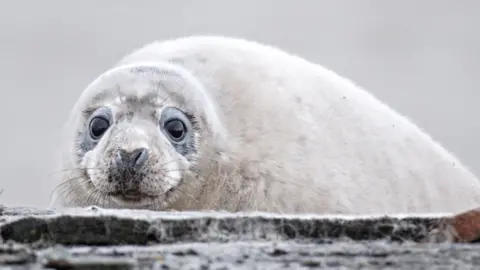 A grey seal pup looks toward the camera as it rests on a beach. It has white fur and large dark eyes.