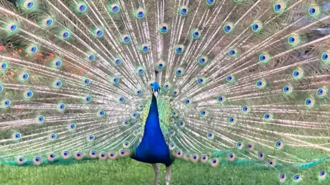 Robin A West Berkshire peacock strutting about at Beale Wildlife Park